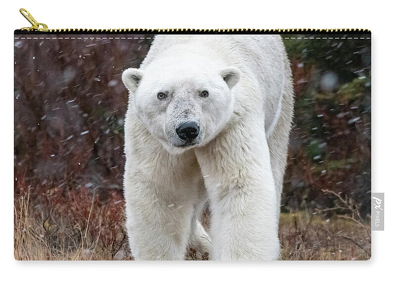 Bear Zip Pouch featuring the photograph Polar Bear Portrait by Mark Hunter