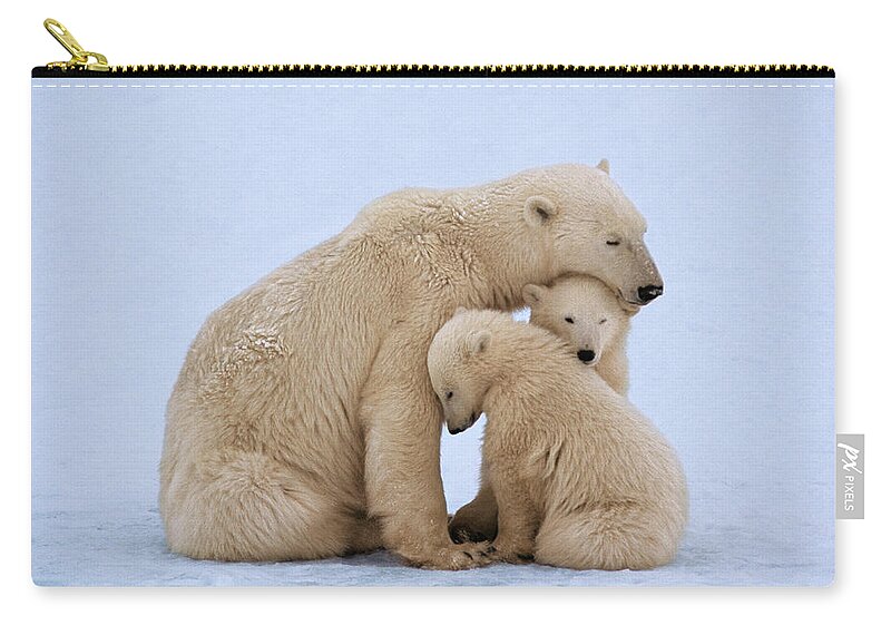 Bear Cub Zip Pouch featuring the photograph Polar Bear With Twin Cubs Ursus by Johnny Johnson