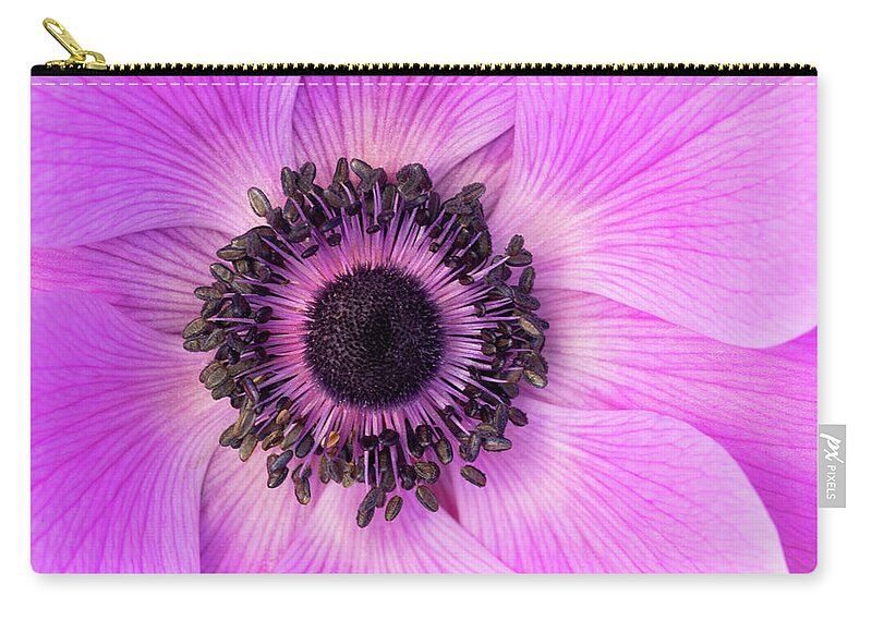 Flowers Zip Pouch featuring the photograph Poppy Anemone by Patty Colabuono
