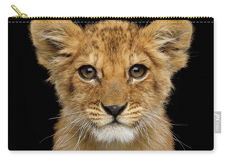 Portrait Zip Pouch featuring the photograph Portrait of little lion by Sergey Taran