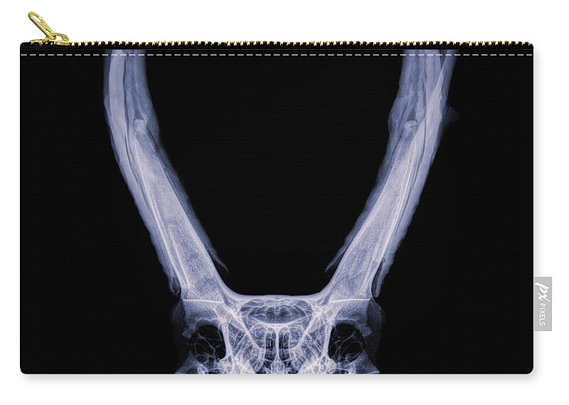Kansas Zip Pouch featuring the photograph Pronghorn x-ray 02 by Rob Graham