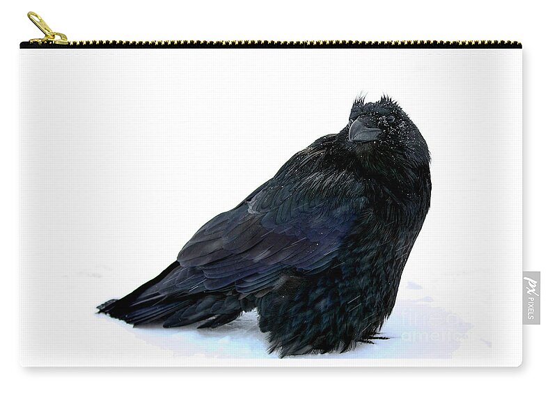 Close Up Zip Pouch featuring the photograph Puffed up bird black raven Corvus corax Corvidae standing in a cold freezing white snow storm by Robert C Paulson Jr