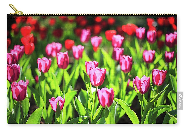 Taiwan Carry-all Pouch featuring the photograph Purple And Red Tulips Under Sun Light by Samyaoo