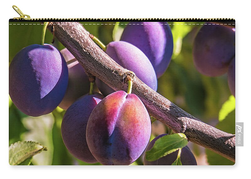 Italian Plums Zip Pouch featuring the photograph Purple Power by Leslie Struxness