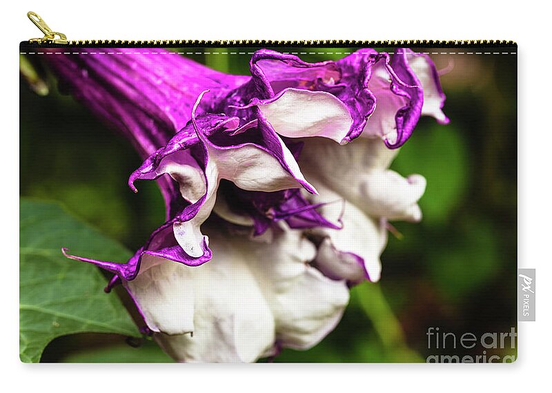 Brugmansia Zip Pouch featuring the photograph Purple Trumpet Flower by Raul Rodriguez