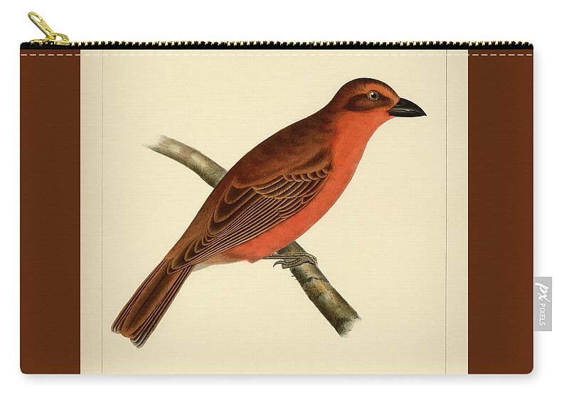 Birds Zip Pouch featuring the mixed media Pyranga Hepatica by Bowen and Co lith and col Phila