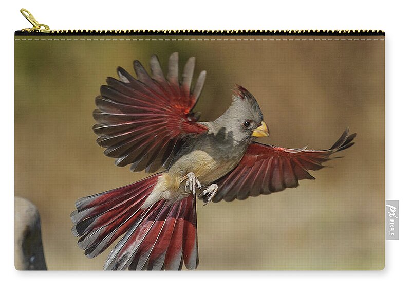 Songbird Zip Pouch featuring the photograph Pyrrholoxia by Myer Bornstein - Photo Bee 1