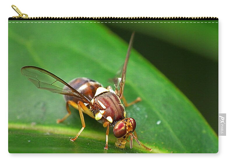 Animal Themes Zip Pouch featuring the photograph Queensland Fruit Fly - Bactrocera by By James A. Niland