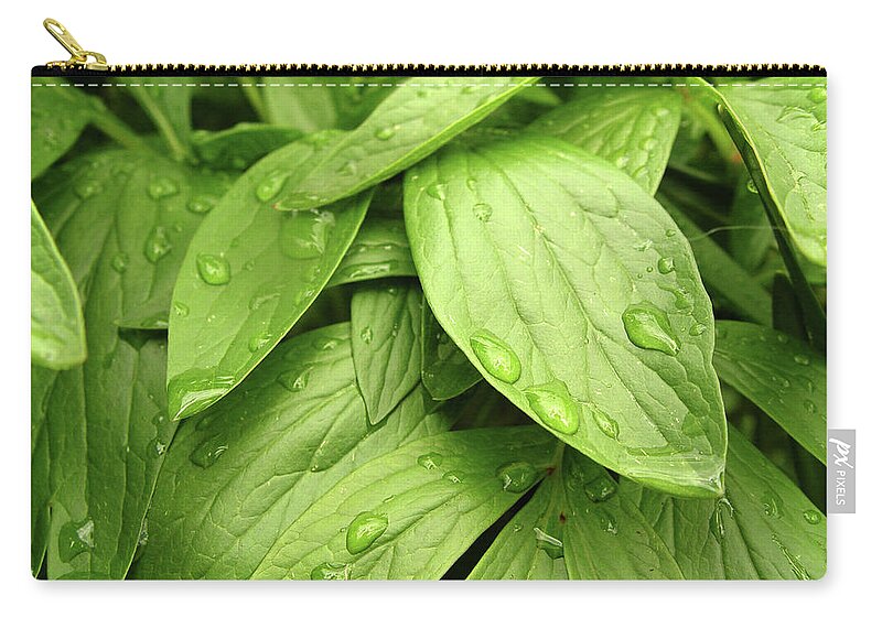 Lifestyles Zip Pouch featuring the photograph Raindrops On Green Leaves by Duncan1890