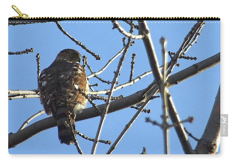 Sharp-shinned Hawk Zip Pouch featuring the photograph Rapace by Asbed Iskedjian