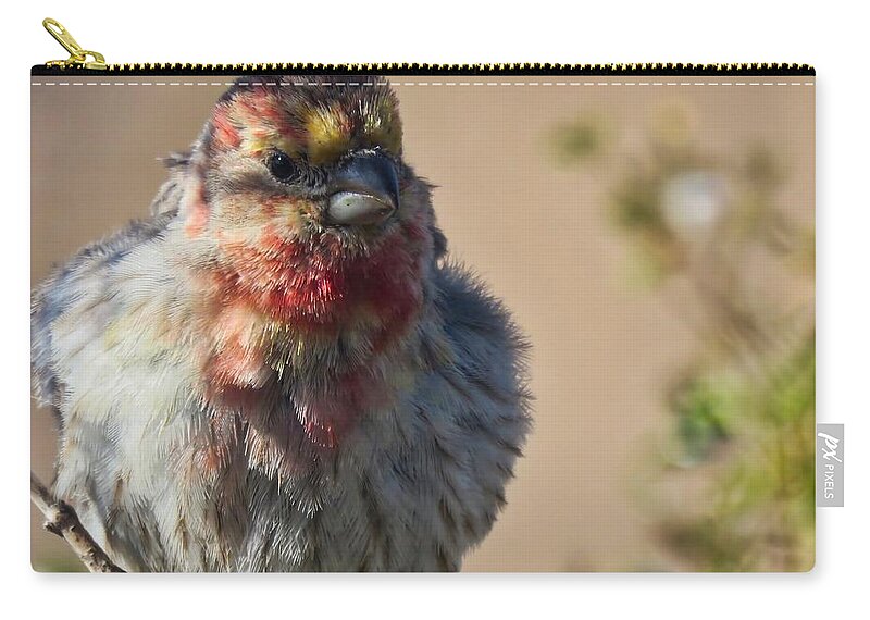 Arizona Zip Pouch featuring the photograph Rare Multicolored Male House Finch by Judy Kennedy
