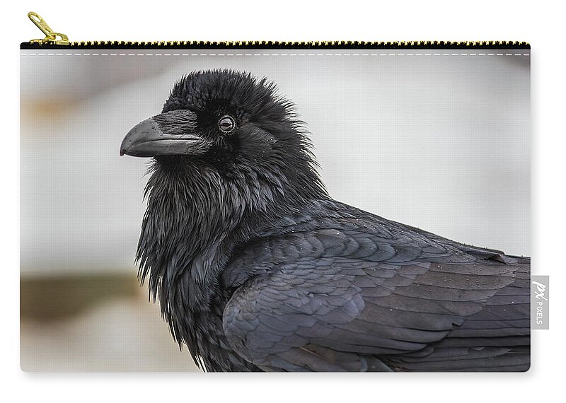 Raven Zip Pouch featuring the photograph Raven 4 by David Kirby