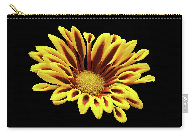 Chrysanthemum Zip Pouch featuring the photograph Red And Yellow Mum. by Terence Davis