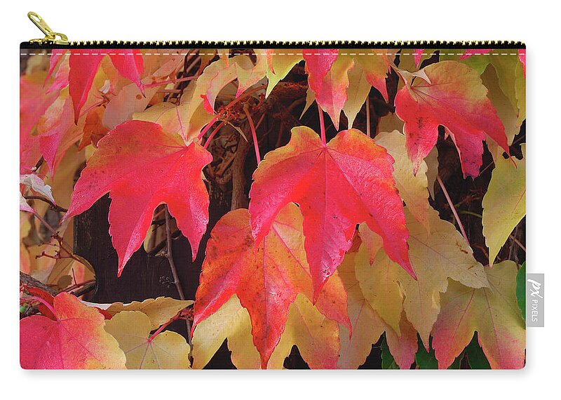 Boston Ivy Zip Pouch featuring the photograph Red Autumn Leaves by Martin Ruegner