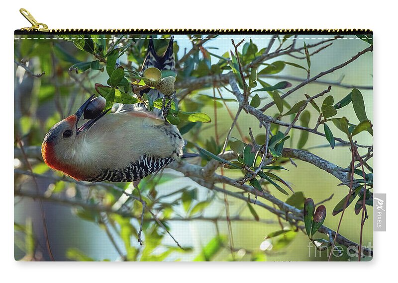 Woodpeckers Zip Pouch featuring the photograph Red-Bellied Woodpecker With Acorn by DB Hayes