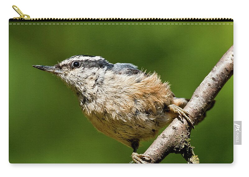 Animal Carry-all Pouch featuring the photograph Red Breasted Nuthatch by Jeff Goulden