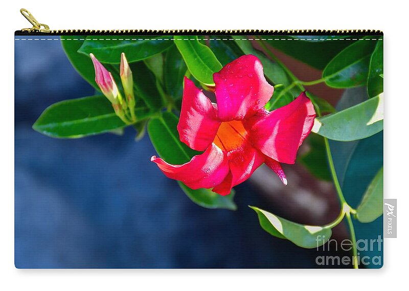 Red Zip Pouch featuring the photograph Red Cypress Vine in Blue by Diana Mary Sharpton