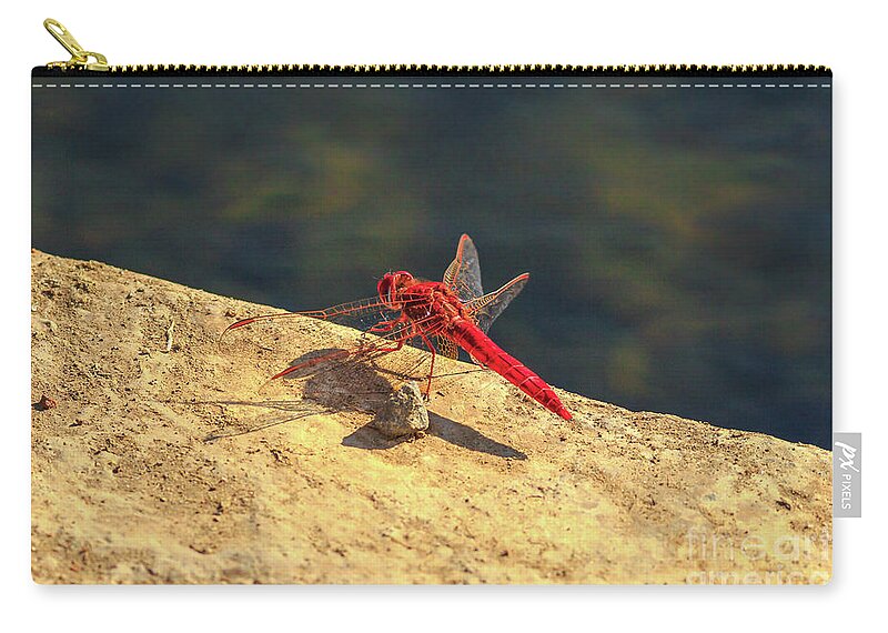 Red Dragonfly Zip Pouch featuring the photograph Red Dropwing Dragonfly by Benny Marty