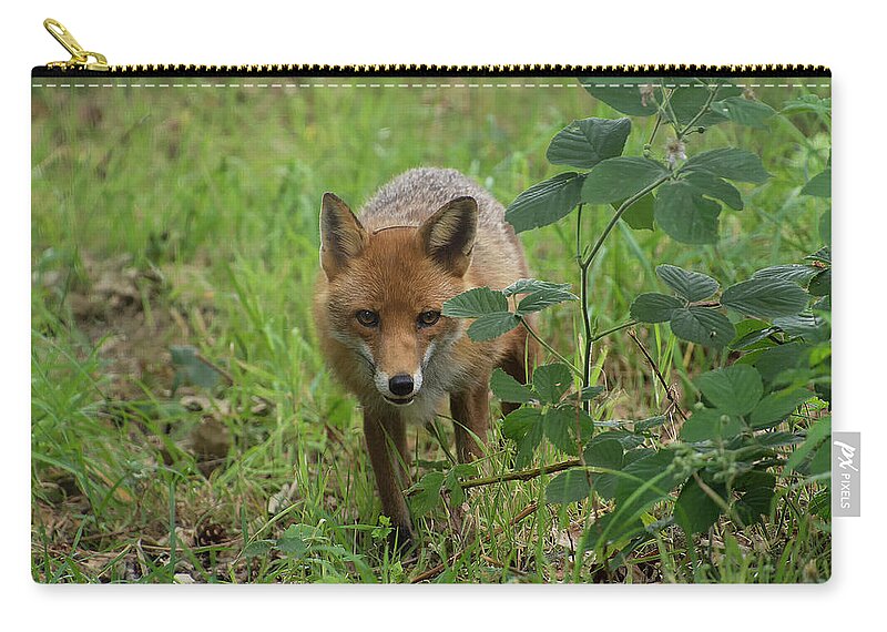 Red Zip Pouch featuring the photograph Red Fox by Kuni Photography