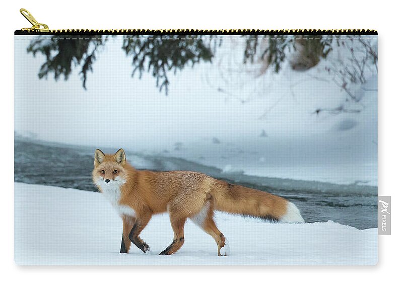 Sam Amato Photography Zip Pouch featuring the photograph Red Fox on a snowy day by Sam Amato
