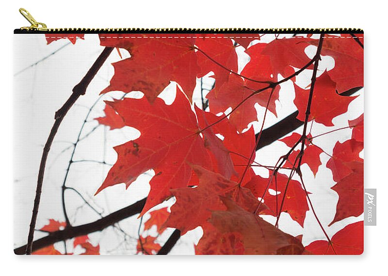 Fall Zip Pouch featuring the photograph Red Maple Leaves by Ana V Ramirez