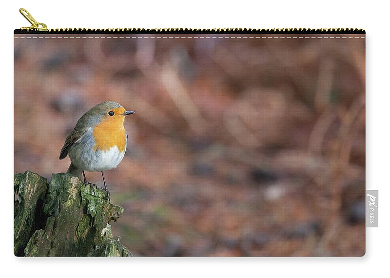 Robin Zip Pouch featuring the photograph Red Robin in the woods at Autumn by Anita Nicholson