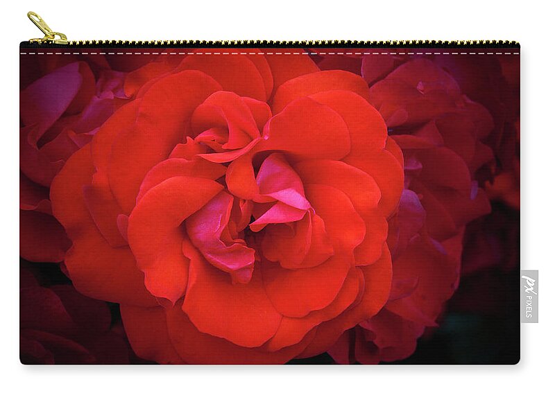 Dublin Zip Pouch featuring the photograph Red Rose by Dave G Kelly