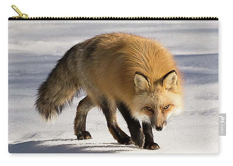 Mammal Zip Pouch featuring the photograph Red-tailed Fox With Eyes on the Prey by Dennis Hammer