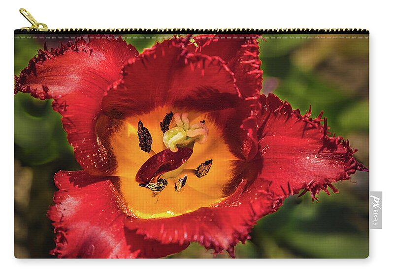 Tulip Zip Pouch featuring the photograph Red tulip by Lyl Dil Creations