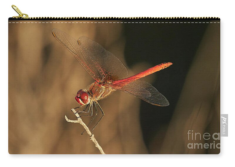 Striolatum Carry-all Pouch featuring the photograph Red-veined darter Dragonfly by Pablo Avanzini