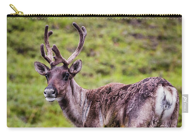 Reindeer Zip Pouch featuring the photograph Reindeer, Denali National Park, Alaska by Lyl Dil Creations