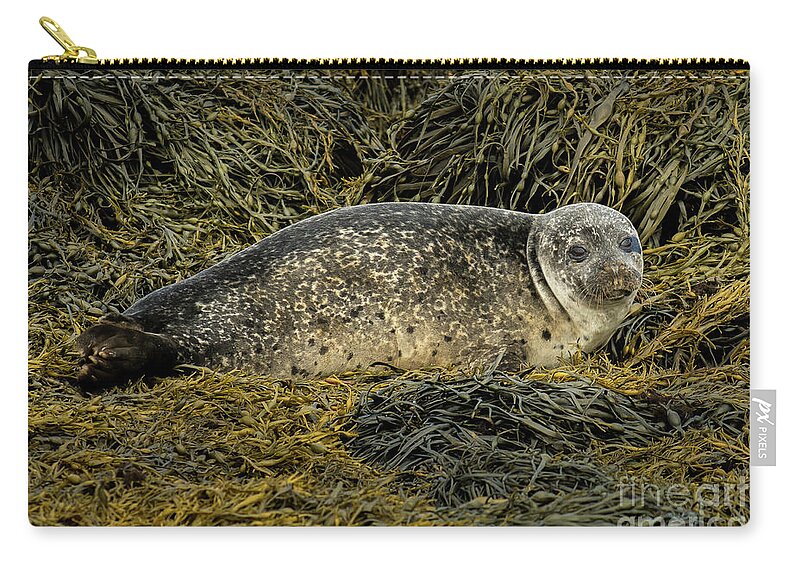 Animal Zip Pouch featuring the photograph Relaxing Common Seal At The Coast Near Dunvegan Castle On The Isle Of Skye In Scotland by Andreas Berthold