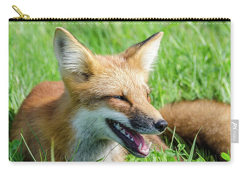 Cavendish Zip Pouch featuring the photograph Resting Red Fox by Douglas Wielfaert