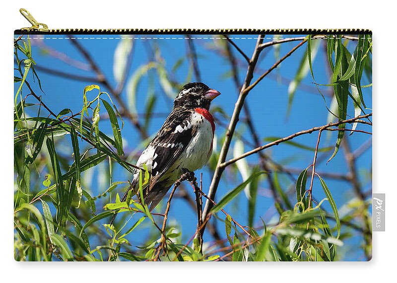 Bird Zip Pouch featuring the photograph Resting Rose Breasted Grosbeak by David Morefield