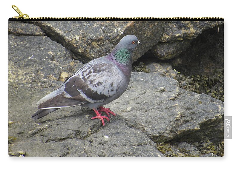 Rock Dove Zip Pouch featuring the photograph Rock Dove by Jean Evans