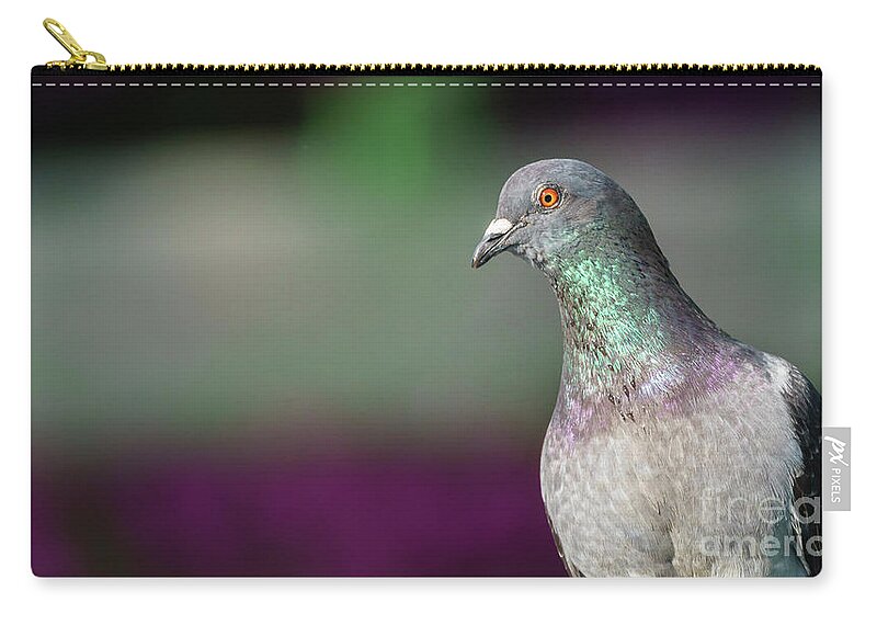 Beauty Zip Pouch featuring the photograph Rock Pigeon Portrait Columba Livia by Pablo Avanzini
