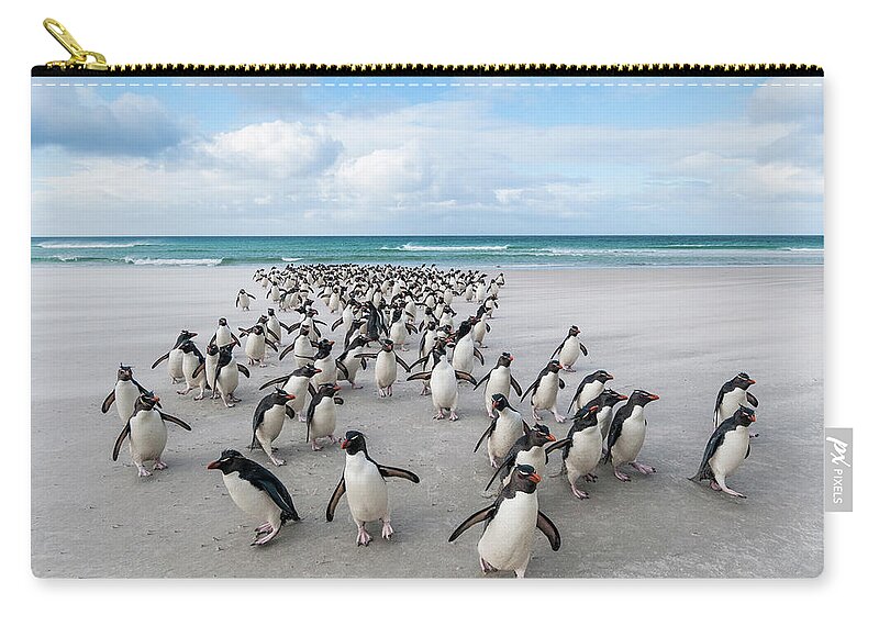 Animal In Habitat Zip Pouch featuring the photograph Rockhoppers Walking Up Beach by Tui De Roy