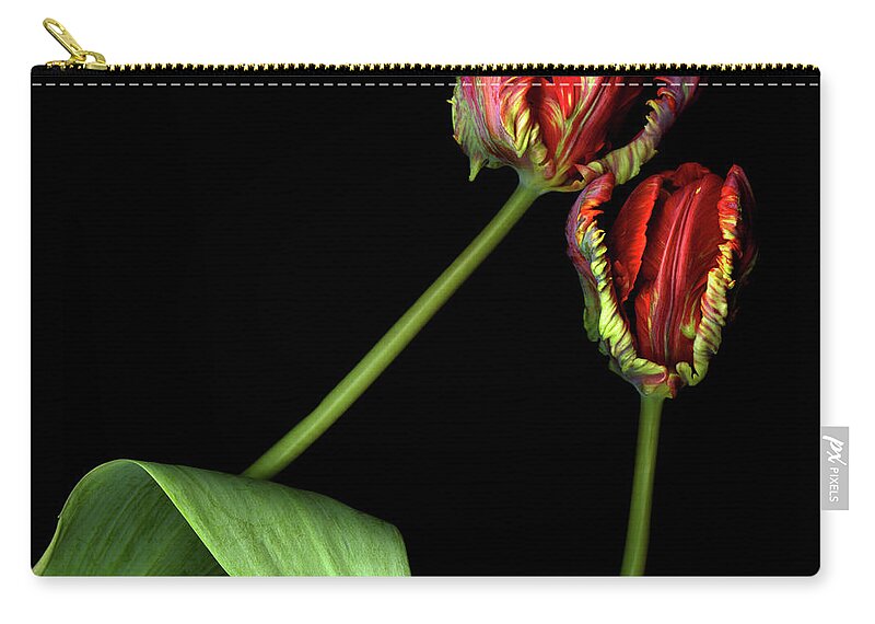 Black Background Zip Pouch featuring the photograph Rococo Red Parrot Tulips by Photograph By Magda Indigo