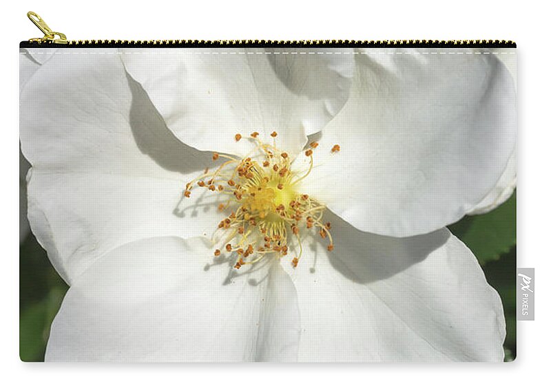 Flower Zip Pouch featuring the photograph Rosa Eskimo by Dawn Cavalieri
