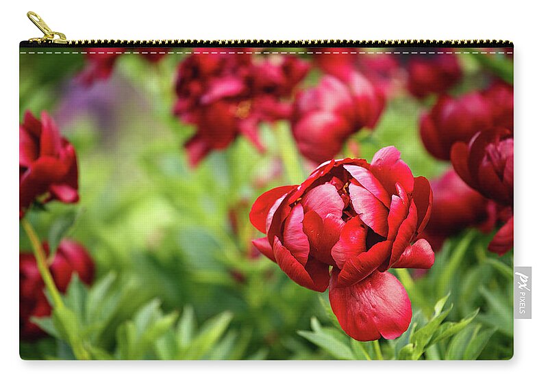 Petal Zip Pouch featuring the photograph Ruby Red Peonies by Mary Smyth