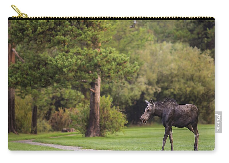 Running Moose Zip Pouch featuring the photograph Running Moose by Julieta Belmont