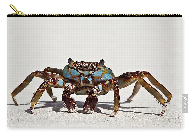 Barbados Zip Pouch featuring the photograph Sally Lightfoot Crab by Christopher Kimmel