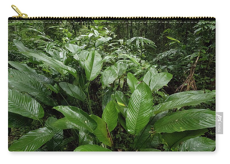 Gerry Ellis Zip Pouch featuring the photograph Sarcophrynium In Ebo Wildlife Reserve by Gerry Ellis