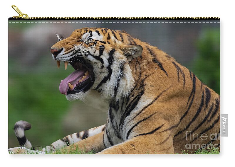 Tiger Zip Pouch featuring the photograph Say ahhhhhhh by Sam Rino