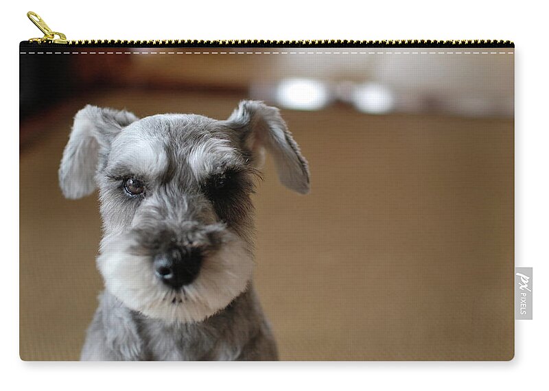 Pets Zip Pouch featuring the photograph Schnauzer Puppy by Ugopapa