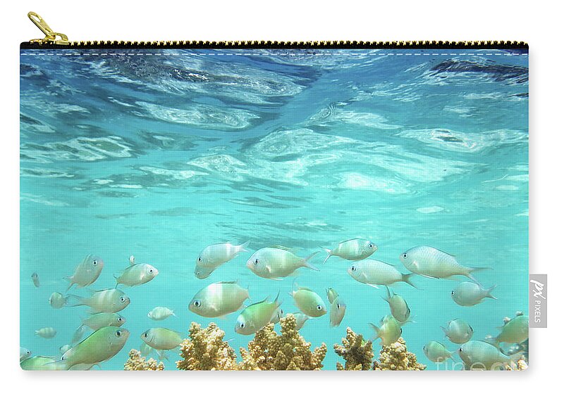 Coral Reef Zip Pouch featuring the photograph School in the Blue Lagoon by Becqi Sherman