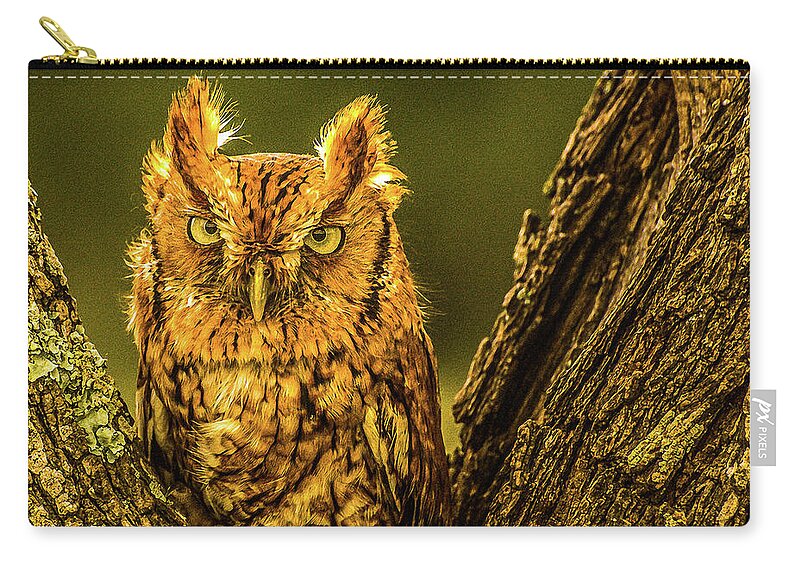 Bird Zip Pouch featuring the photograph Screech Owl by Peggy Blackwell