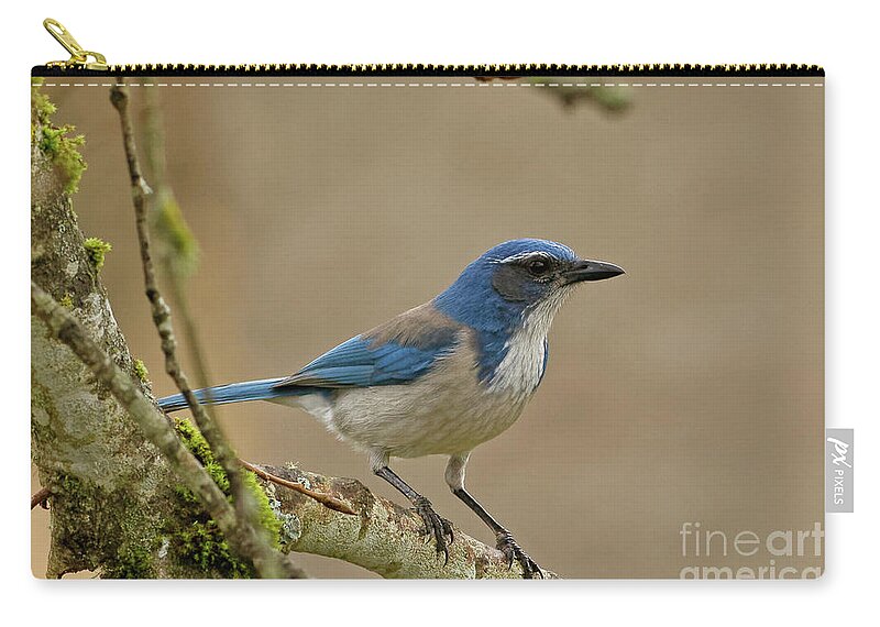 Scrub Jay Zip Pouch featuring the photograph Scrub Jay by Natural Focal Point Photography