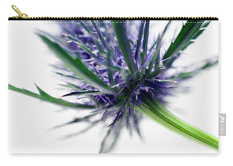 White Background Zip Pouch featuring the photograph Sea Holly Eryngium, September by David Burton