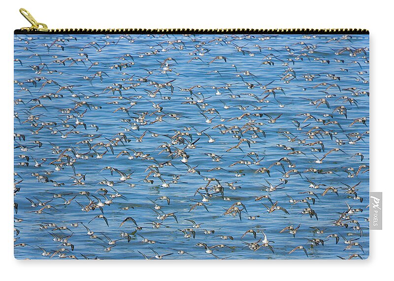 Animals In The Wild Zip Pouch featuring the photograph Semipalmated Sandpipers Calidris by Eastcott Momatiuk